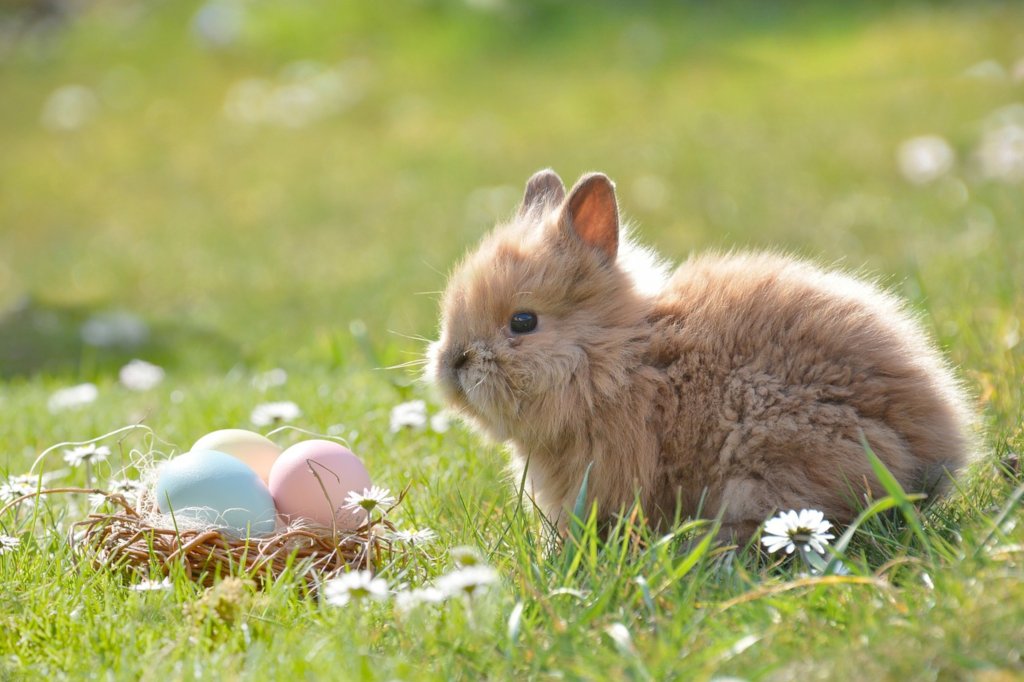 Easter Rabbit 2019